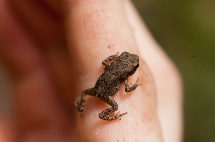 How much do I love miniature frogs? Too much, possible. Too bad about the Amphibian Extinction Crisis.